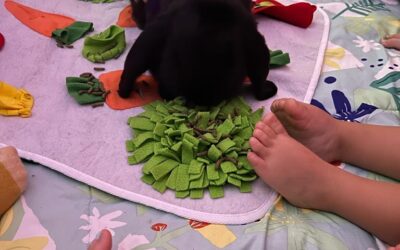 Des animaux à la MAM grâce à Sandrine d’O Fil des Emotions